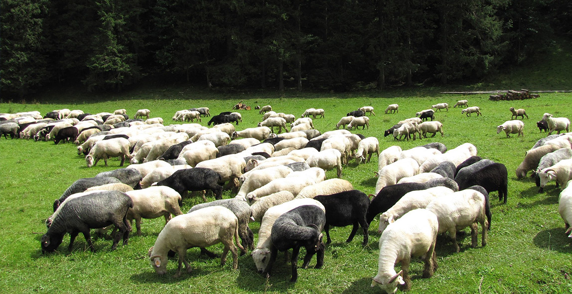 owce w Tatrach