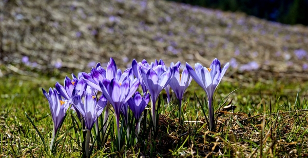 Wiosna w Zakopanem